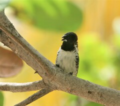 Spermestes cucullata scutata