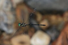 Eusynthemis nigra