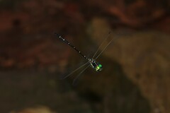 Eusynthemis nigra