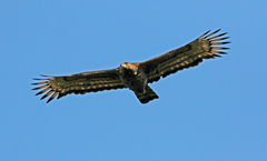 Stephanoaetus coronatus