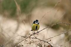 Cyanistes teneriffae