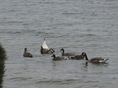 Branta canadensis maxima