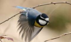 Cyanistes teneriffae