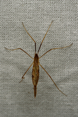 Conosia irrorata