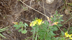 Leobordea