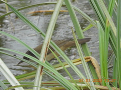 Acrocephalus stentoreus