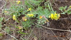 Leobordea