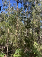 Acacia verticillata cephalantha