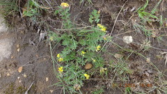 Leobordea