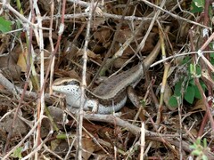 Trachylepis planifrons