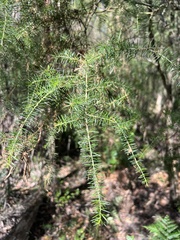 Acacia verticillata cephalantha