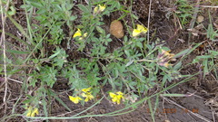 Leobordea