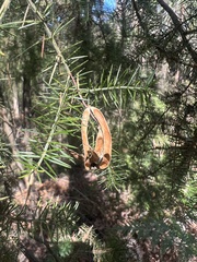 Acacia verticillata cephalantha