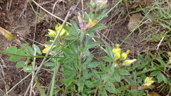 Leobordea
