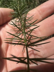 Acacia verticillata cephalantha