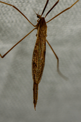 Conosia irrorata