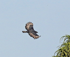 Stephanoaetus coronatus