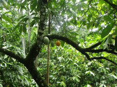 Theobroma cacao