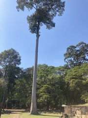 Ceiba pentandra
