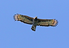 Stephanoaetus coronatus
