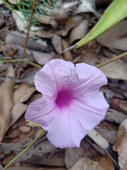 Ipomoea procurrens