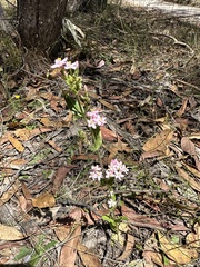 Centaurium erythraea