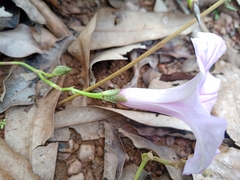 Ipomoea procurrens
