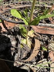 Centaurium erythraea