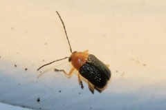 Aporocera