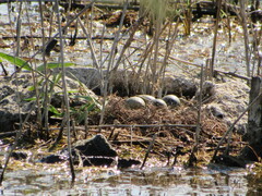 Himantopus himantopus