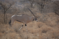Oryx beisa beisa