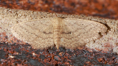 Scopula hypochra