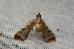 Leucinodes cordalis