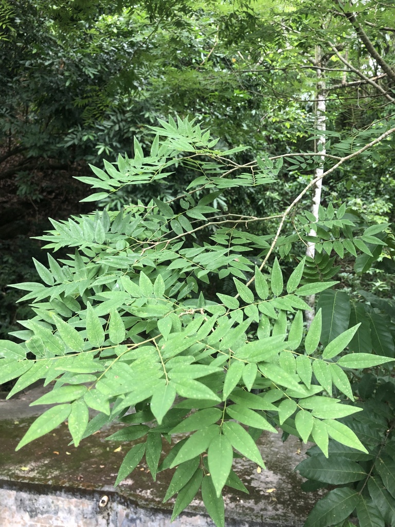 Machaerium stipitatum