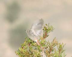 Phoenicurus ochruros