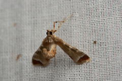 Leucinodes cordalis