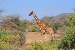 Giraffa camelopardalis reticulata