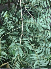 Machaerium stipitatum