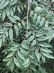 Machaerium stipitatum