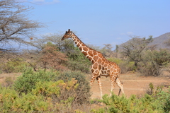 Giraffa camelopardalis reticulata