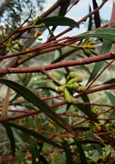 Eucalyptus stricta