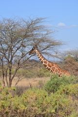 Giraffa camelopardalis reticulata