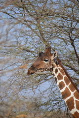 Giraffa camelopardalis reticulata