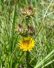 Berkheya rhapontica