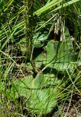 Berkheya rhapontica