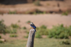 Halcyon leucocephala