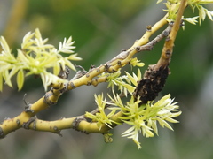 Uromyces truncicola