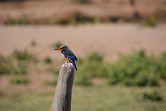 Halcyon leucocephala