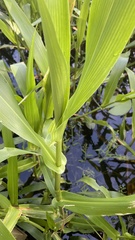 Hymenachne amplexicaulis