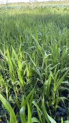 Hymenachne amplexicaulis